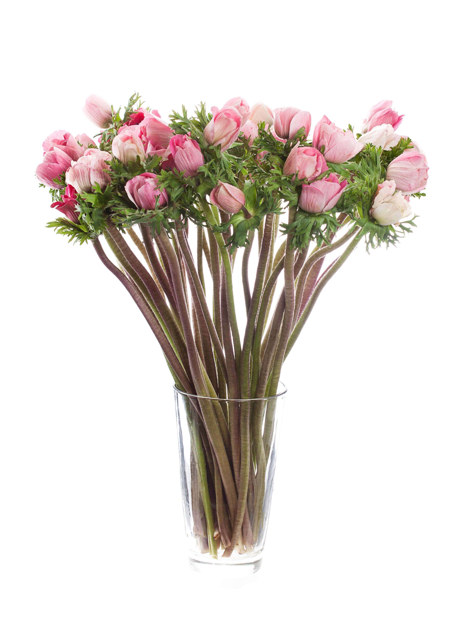 Anemon Mistral rose