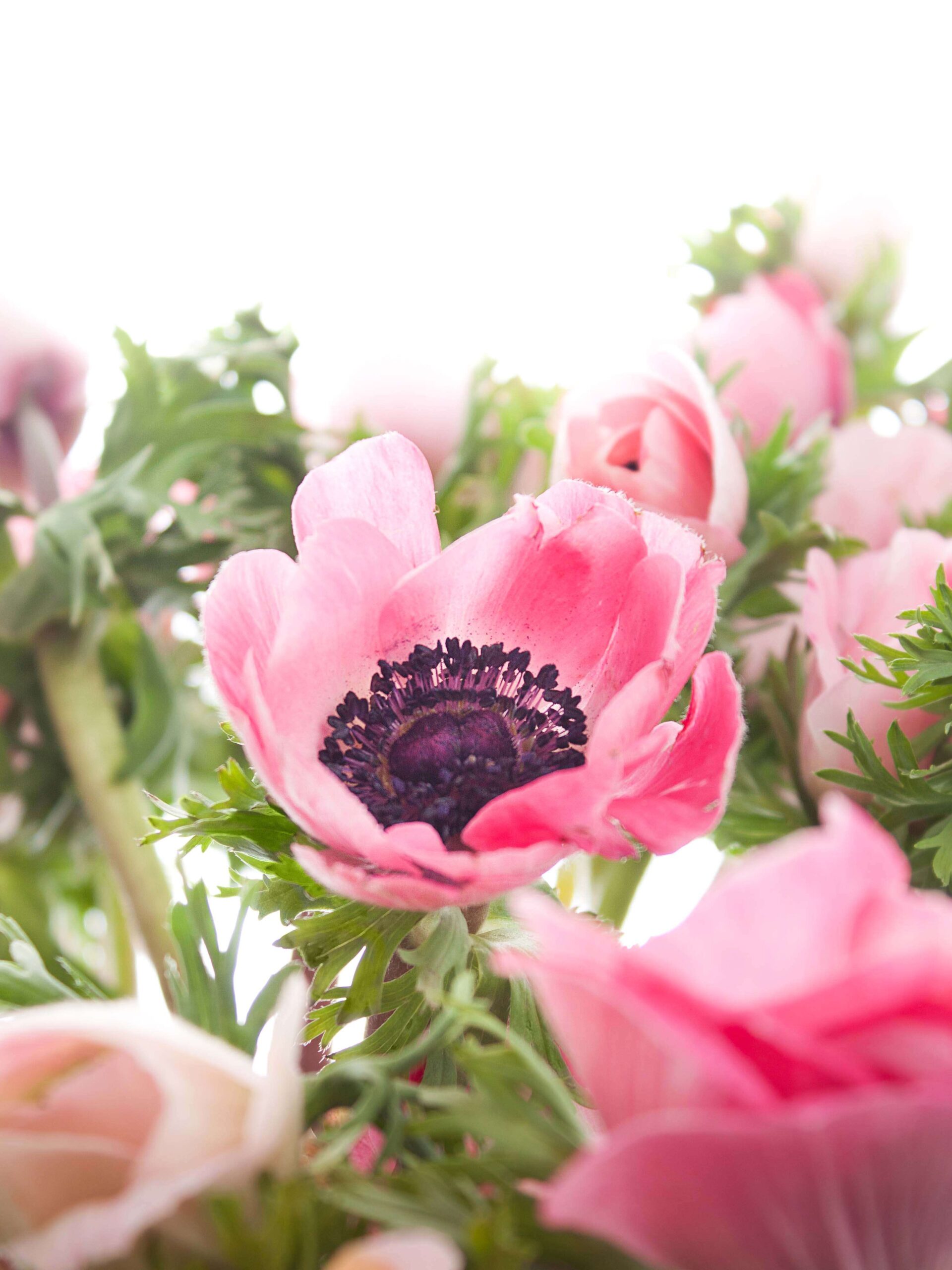 Anemone Mistral rose