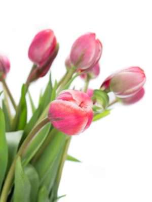 Französische Tulpen Drumline pink-creme