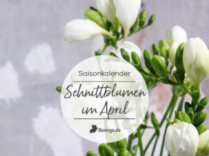 Welche Blumen gibt es im April?  Schnittblumen Saison-Kalender