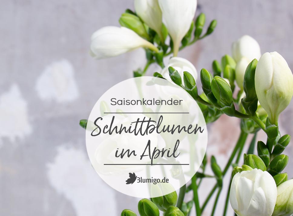 Welche Blumen gibt es im April?  Schnittblumen Saison-Kalender