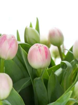Tulpen gefüllt up stripe rosa