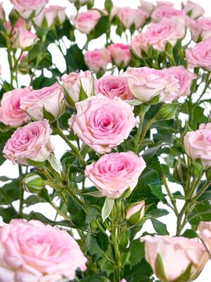 Rosen verzweigt