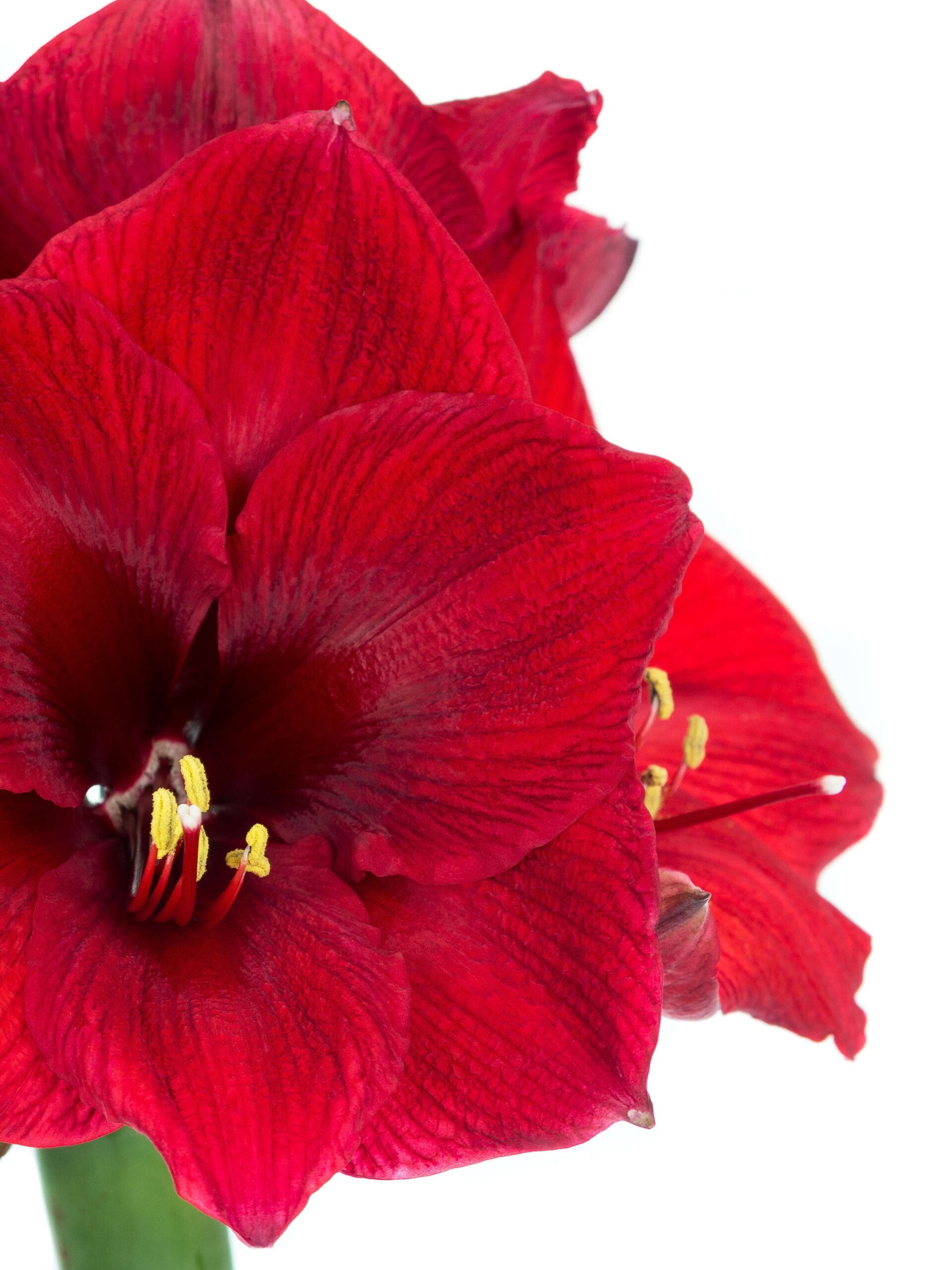 Motivkarte "Rote Amaryllis"