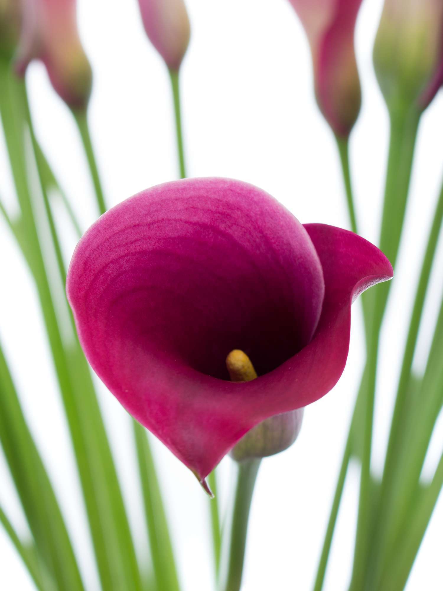 Calla Captain Promise pink