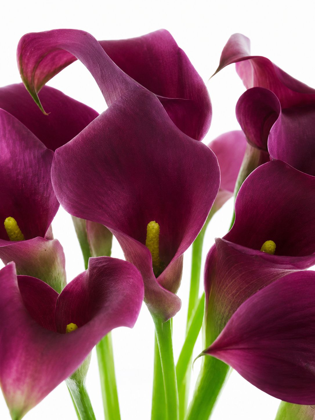 Calla "Captain Promise" aubergine