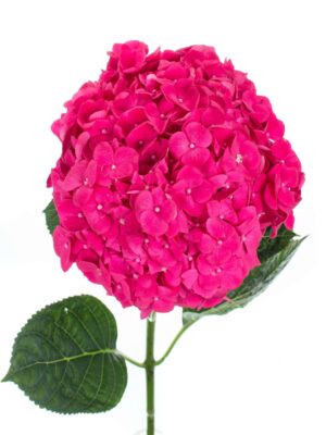 Hortensie