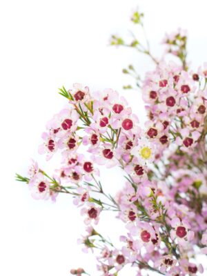 Wachsblume