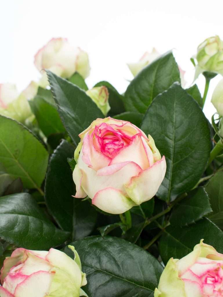 Rosen „Belle Rosé“ rosa - Blumigo