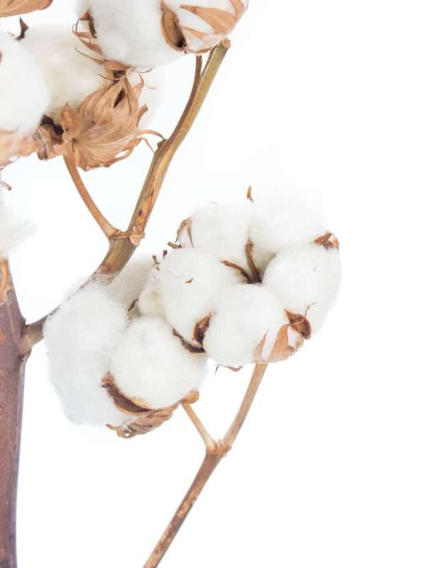 60cm /- Baumwollzweig 1 Stück  .echte Baumwolle mit 5+Blüten getrocknet 