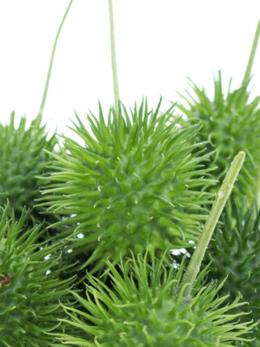 Ziergurken: Dekorative Stachelgurken | Querbeet | F Produktbild-Vorschau 7