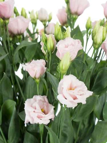 Lisianthus Arena Light Pink in Rosa