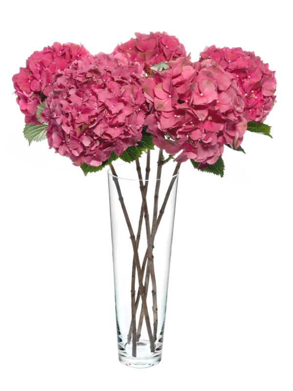 Pinke Hortensien in der konischen Glasvase Anja 50cm hoch