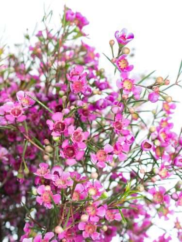 4 Servietten ~ Bellina cream Streublümchen Blumen lila violett Blüten Veilchen
