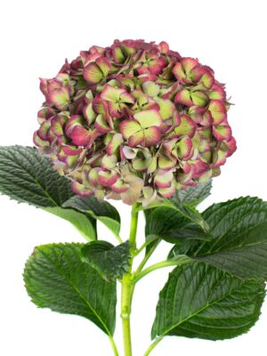 Hortensie