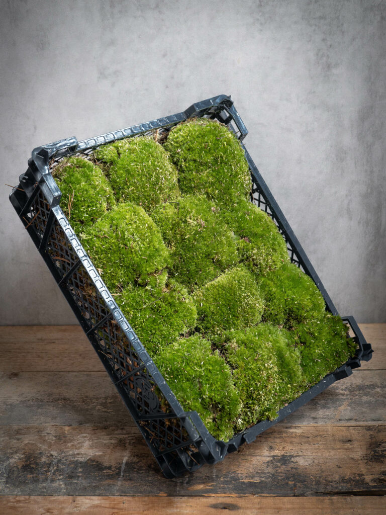 Friday Moos Frisches Moos online bestellen - Blumigo