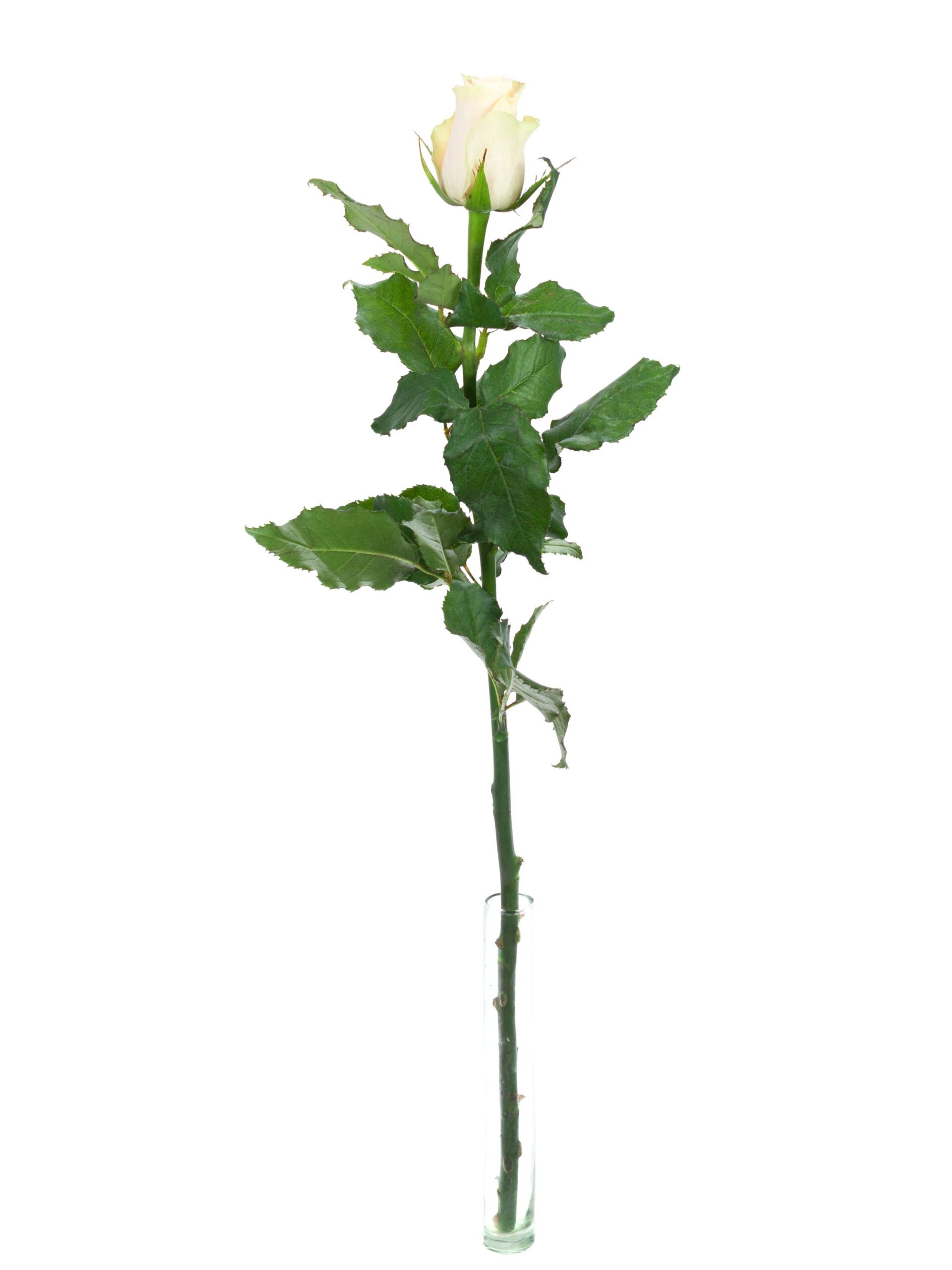 Rosen Charmant creme - Blumigo