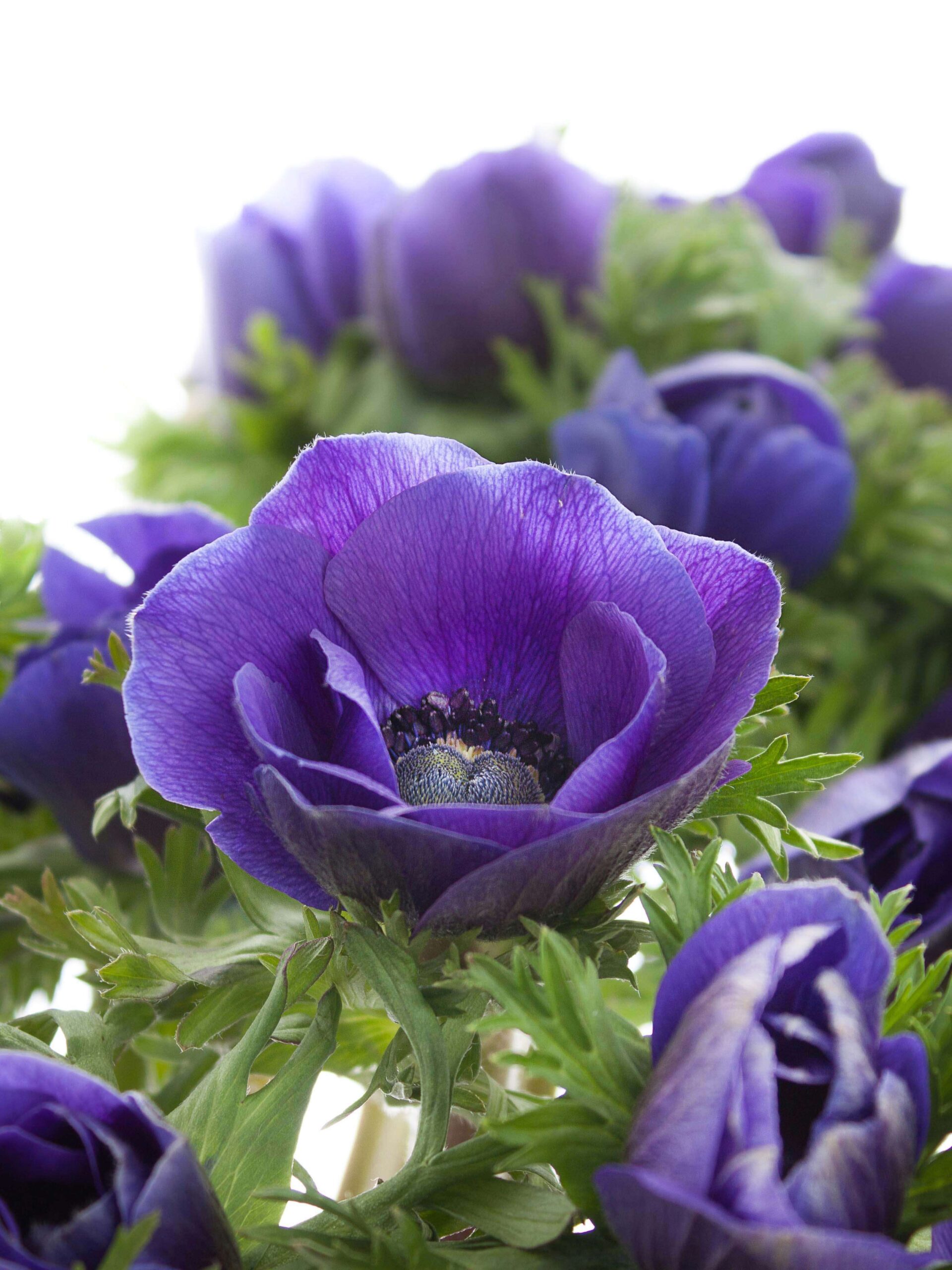 Anemonen Mistral in Blau