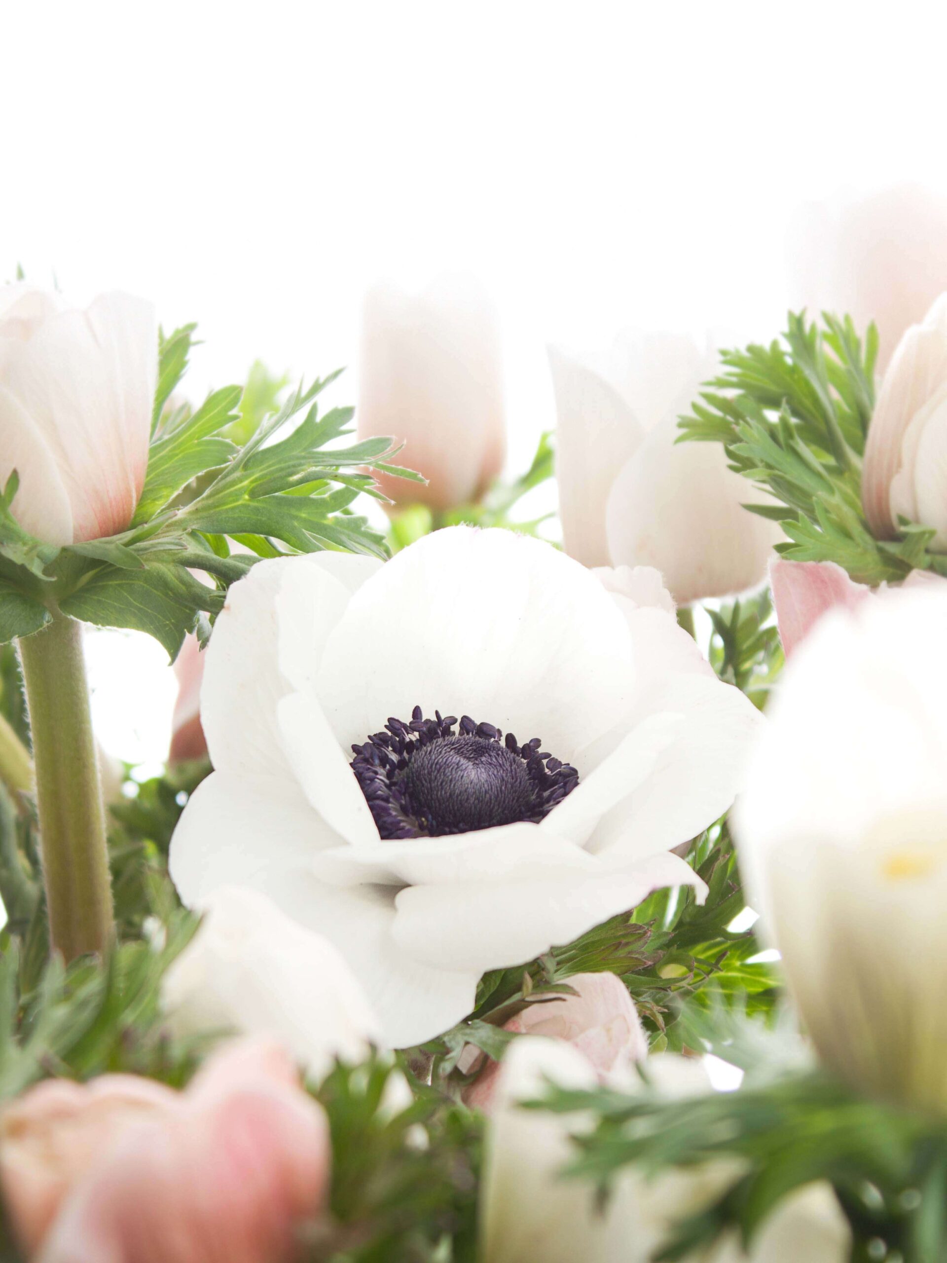 Anemone Mistral weiss