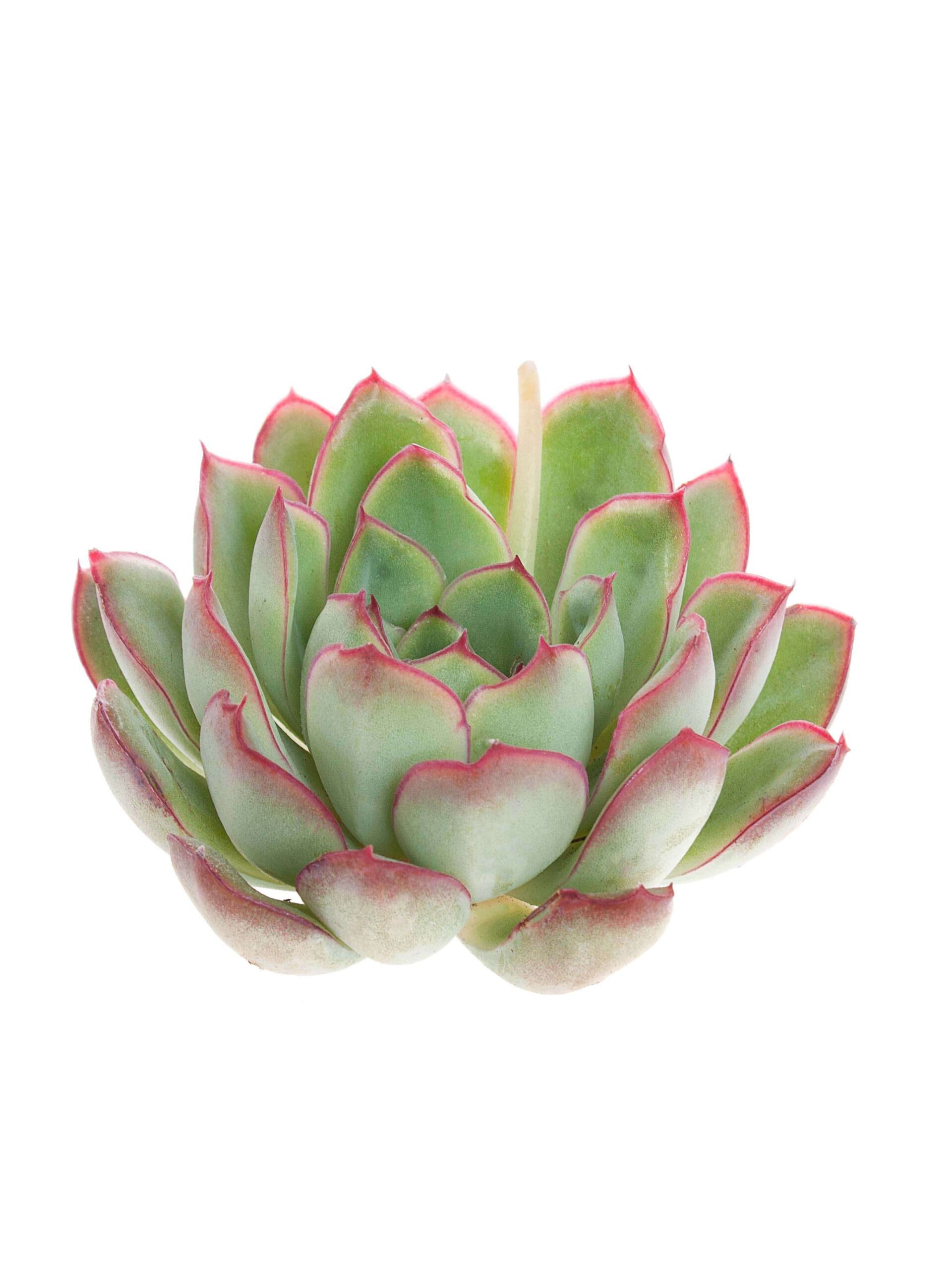 Echeveria Rondo gruen-rot