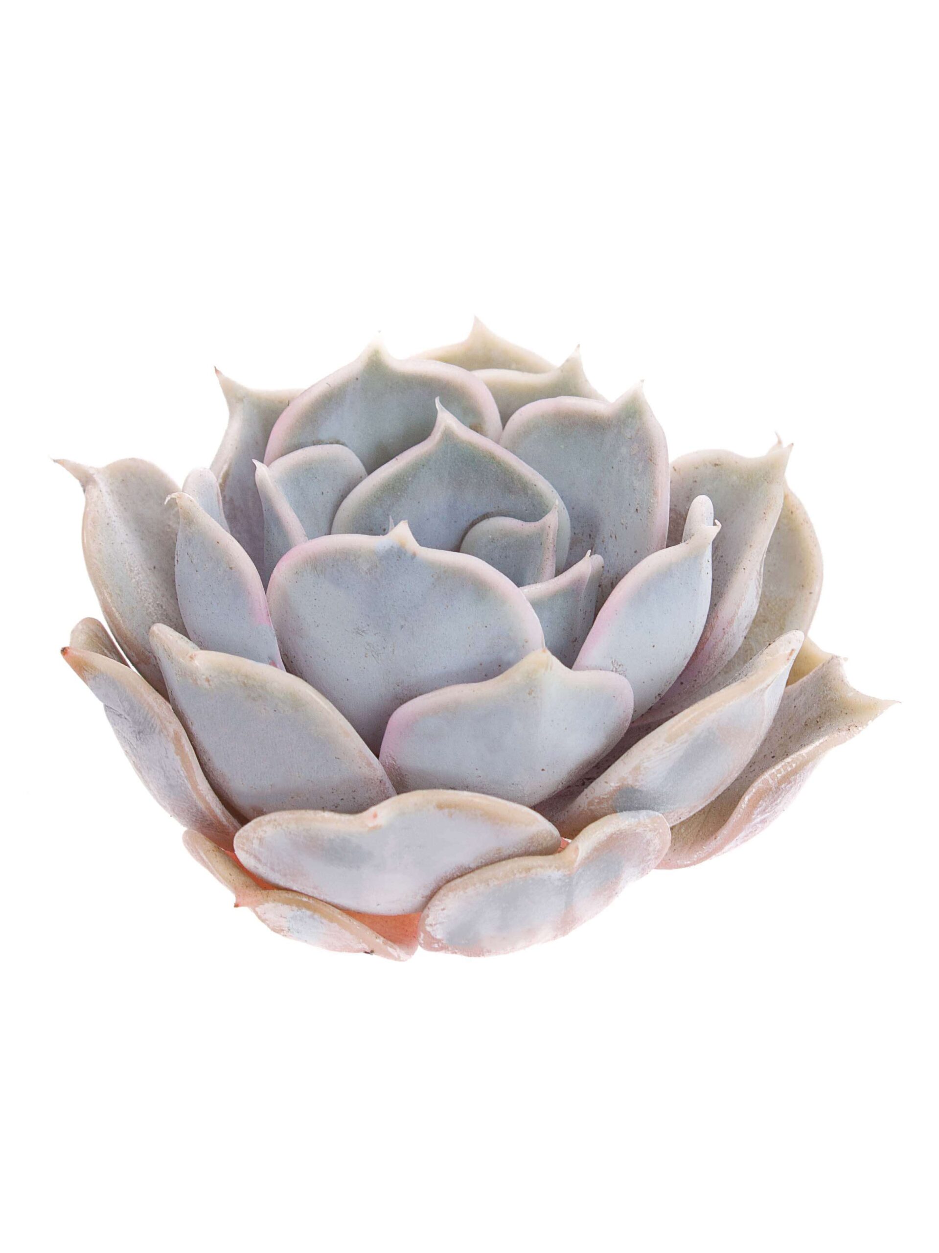Echeveria Rinionii violett