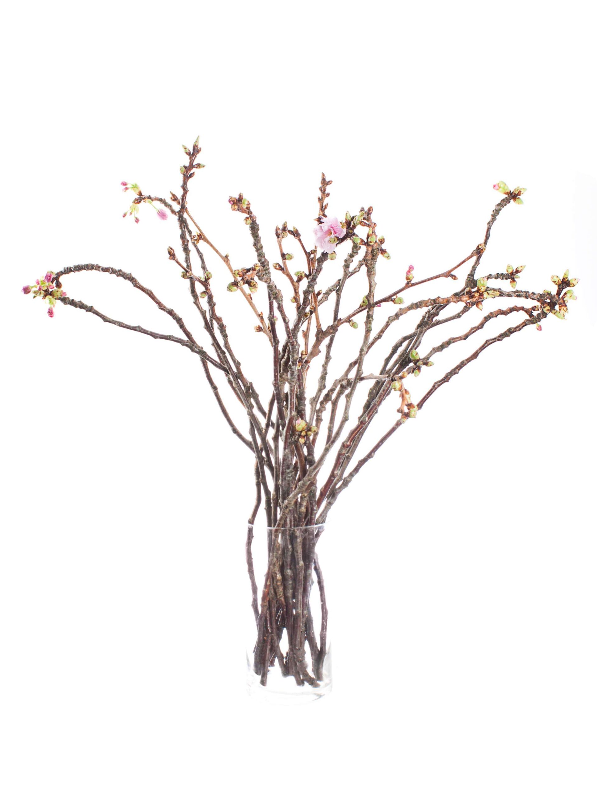 Japanische Blütenkirsche - Prunus Serrulata rosa