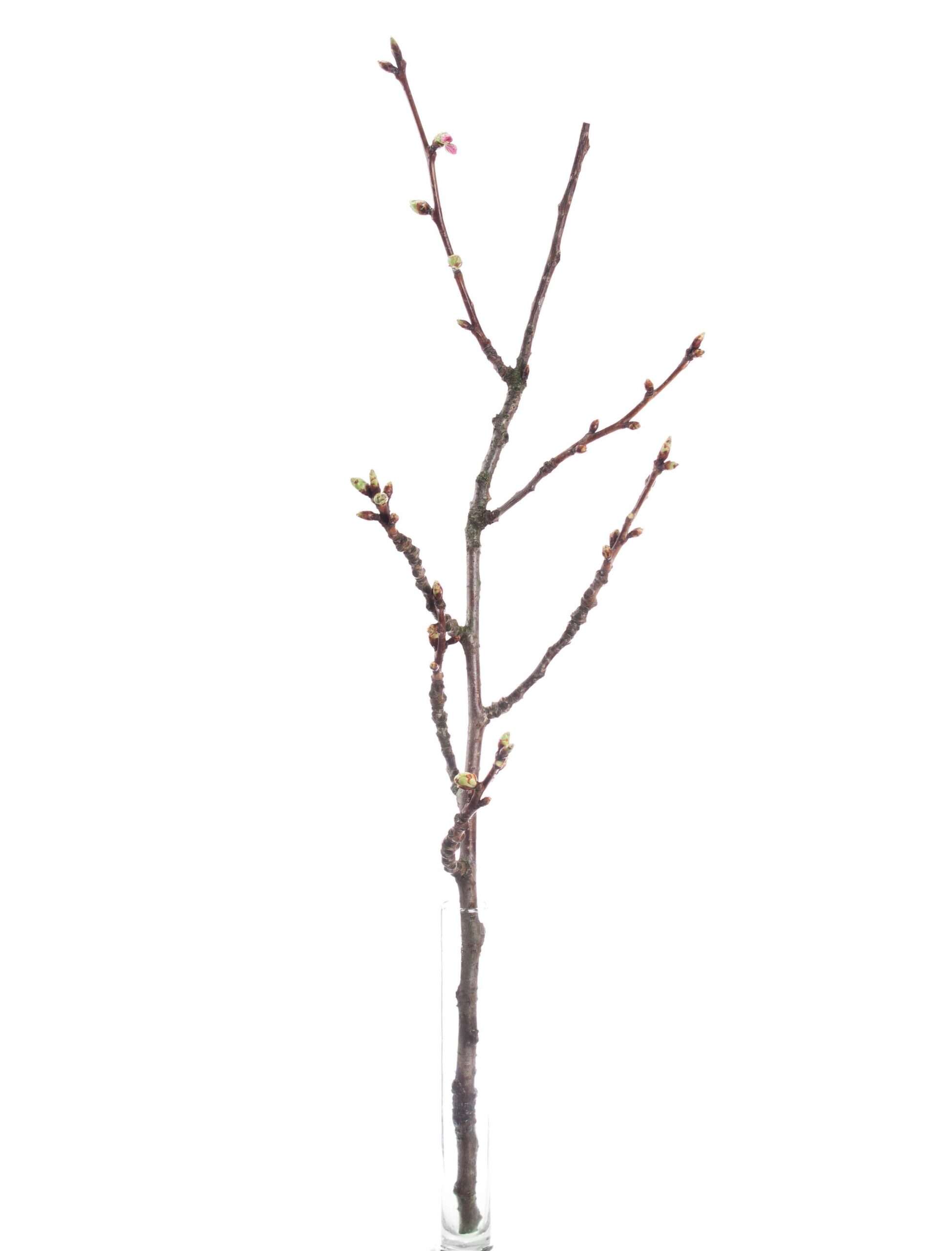 Japanische Blütenkirsche - Prunus Serrulata rosa