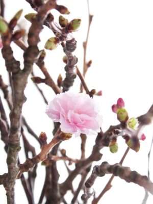 Japanische Blütenkirsche - Prunus Serrulata rosa