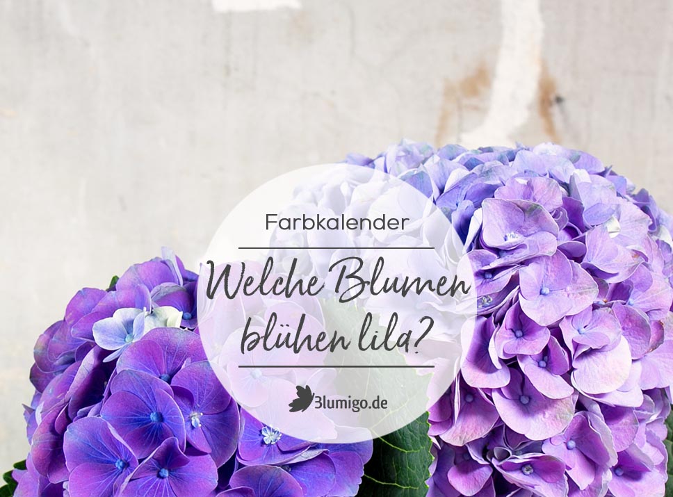 Lila Blumen - Welche Schnittblumen blühen violett?