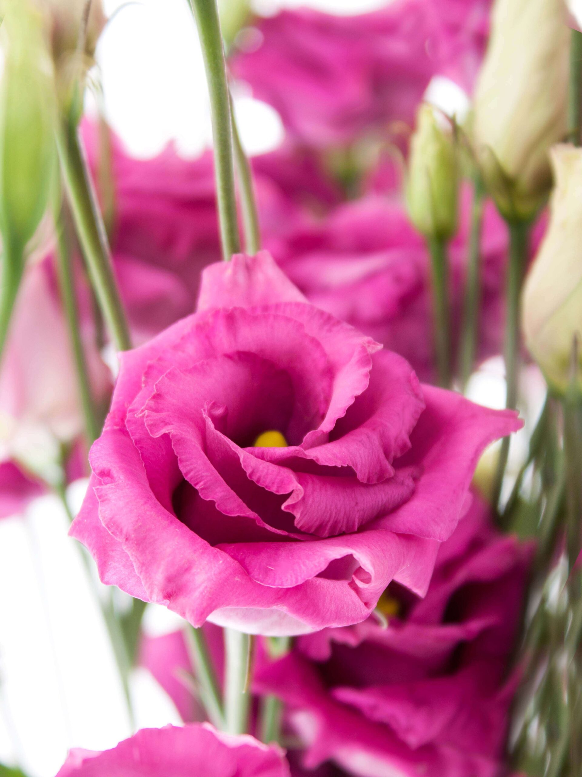 Lisianthus - Eustoma "Arosa Red" pink
