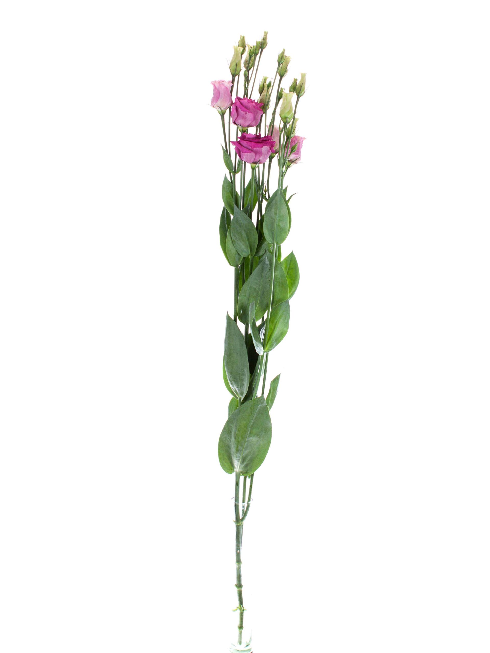 Lisianthus Arosa Red pink