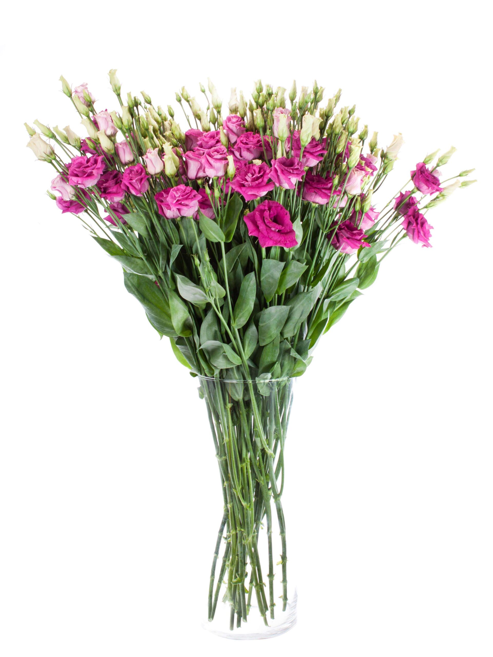 Lisianthus Arosa Red pink