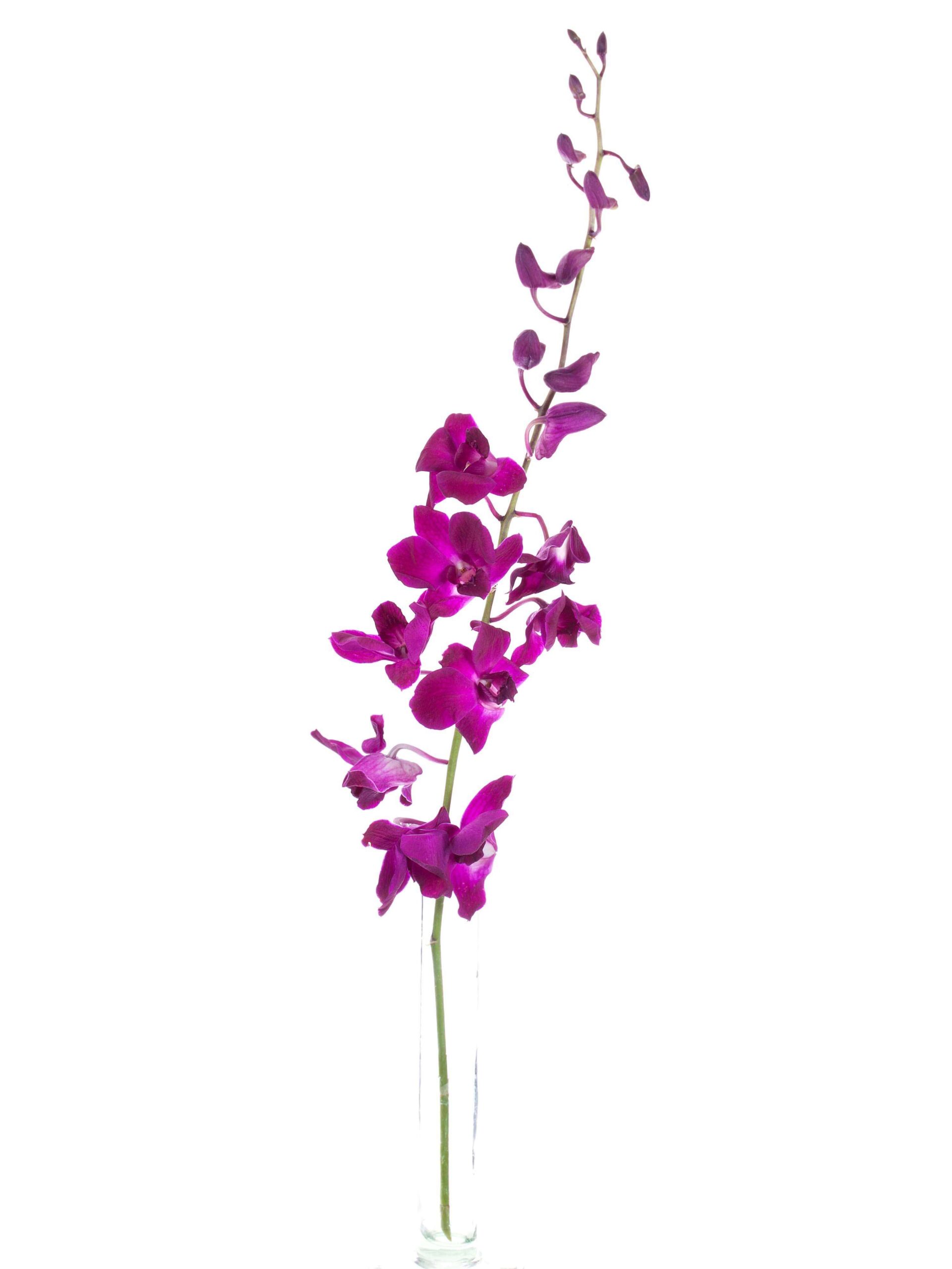 Orchidee Dendrobium pink
