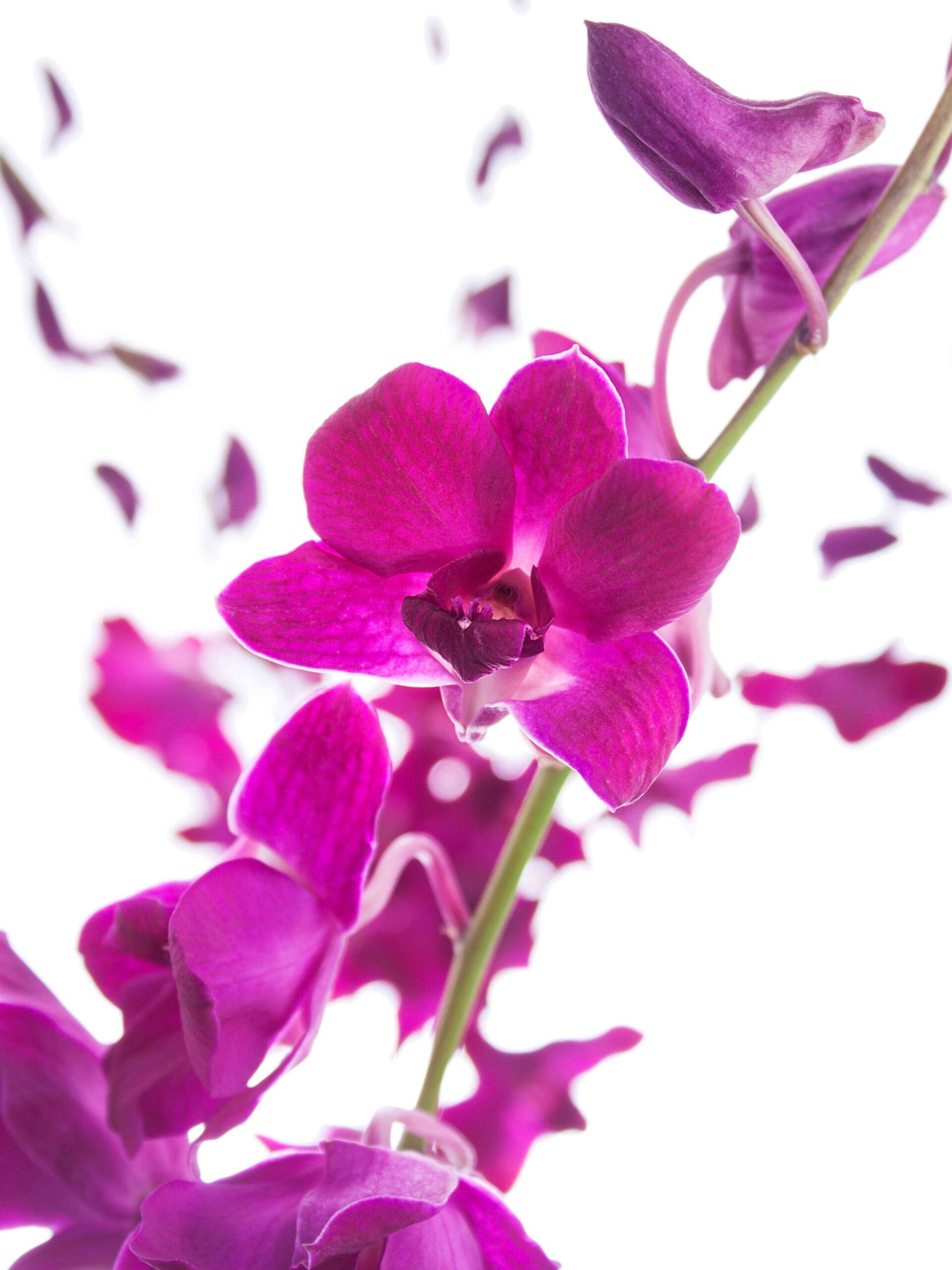 Orchideen Dendrobium - pink