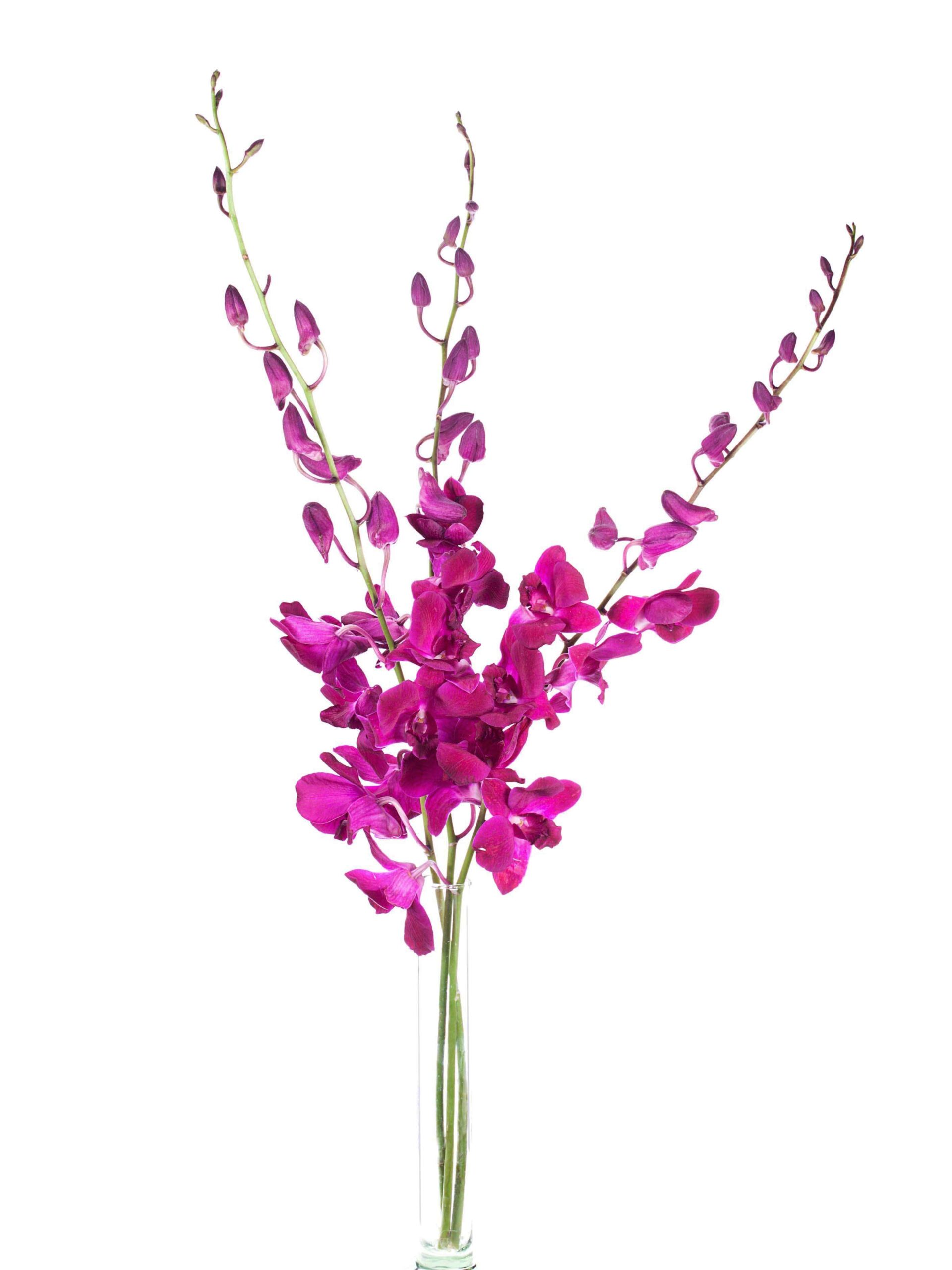 Orchidee Dendrobium pink