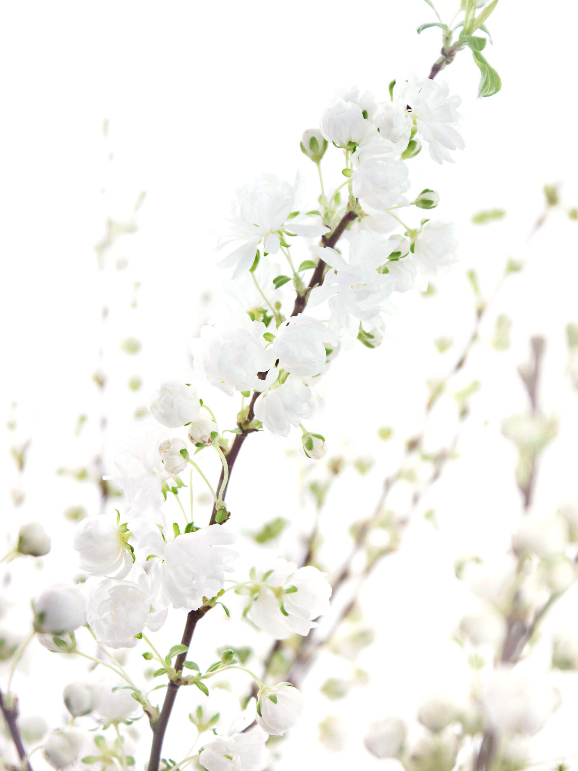 Prunus Glandulosa weiss