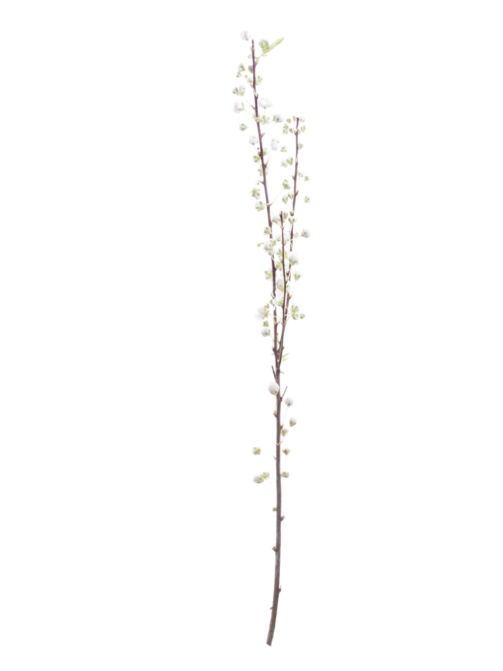 Prunus Glandulosa weiss