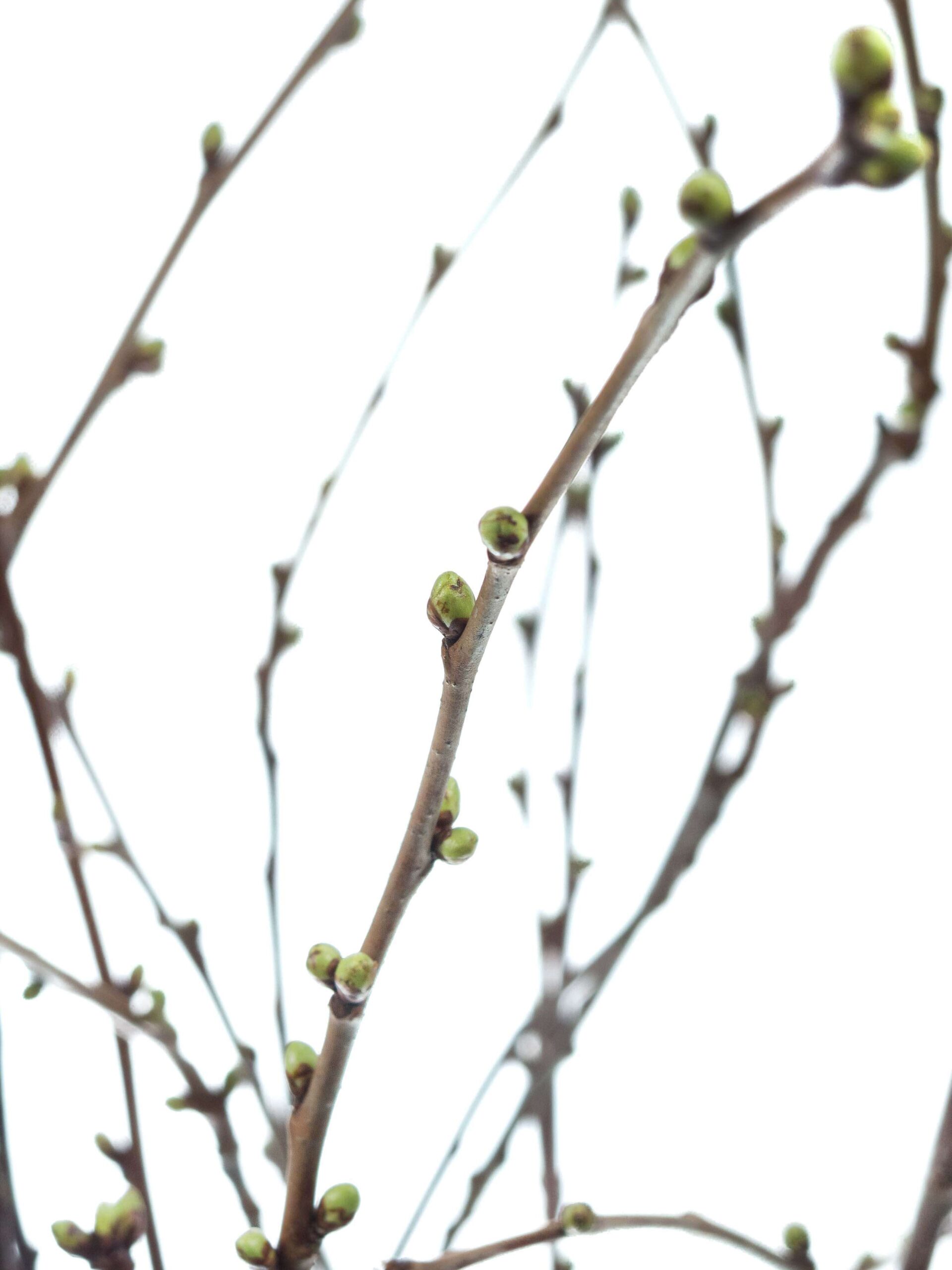 Prunus - Kirschzweige weiß