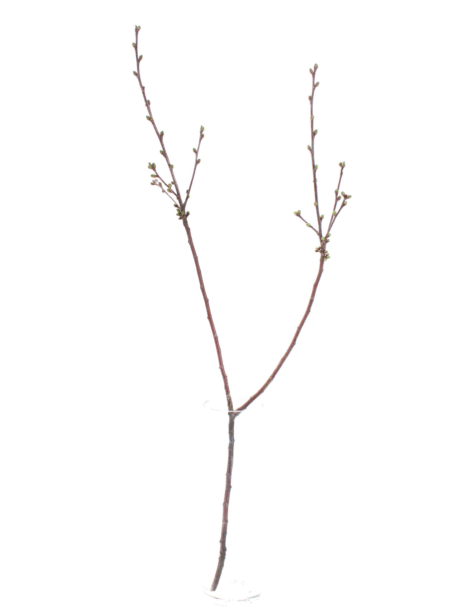 Prunus - Kirschzweige weiß2)