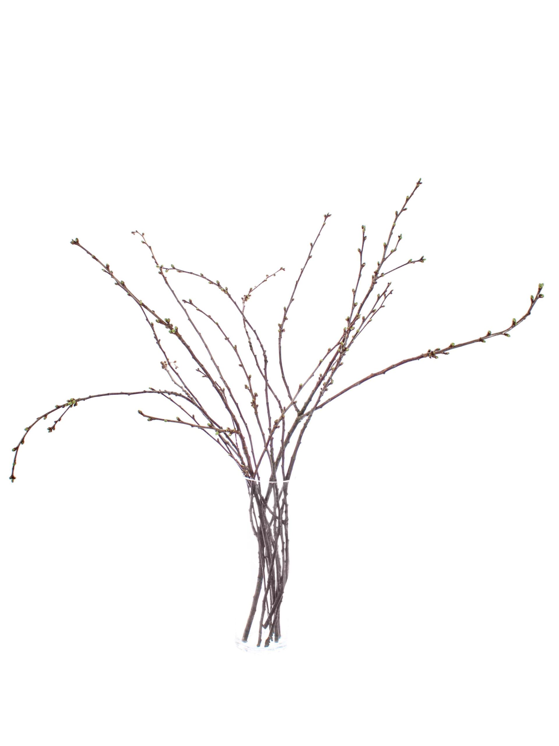 Prunus - Kirschzweige weiß