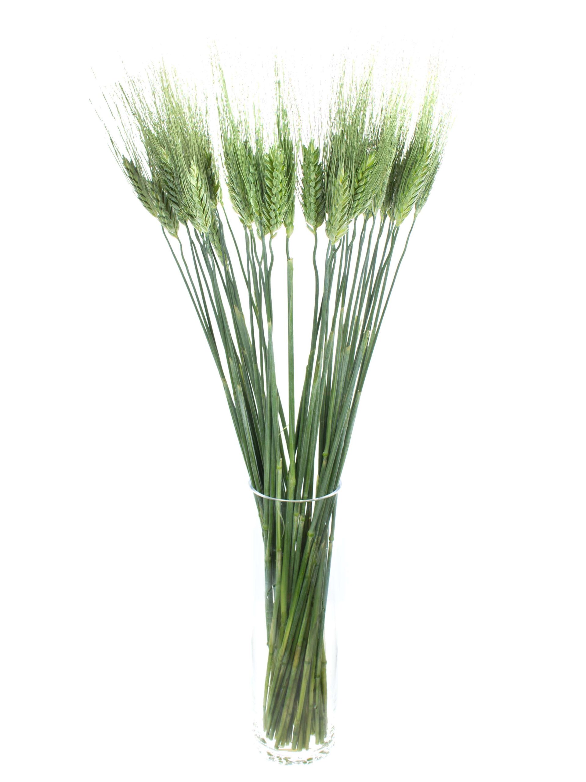 Triticum Aestivum