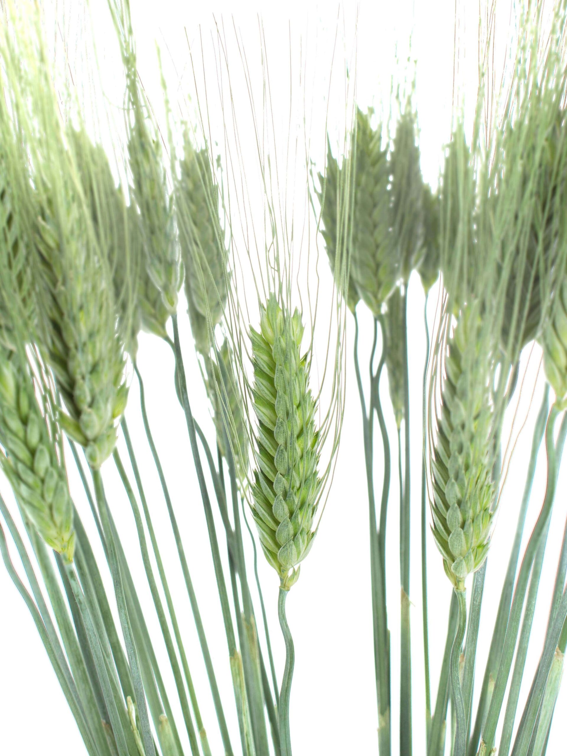 Weizenähren "Triticum Aestivum"grün