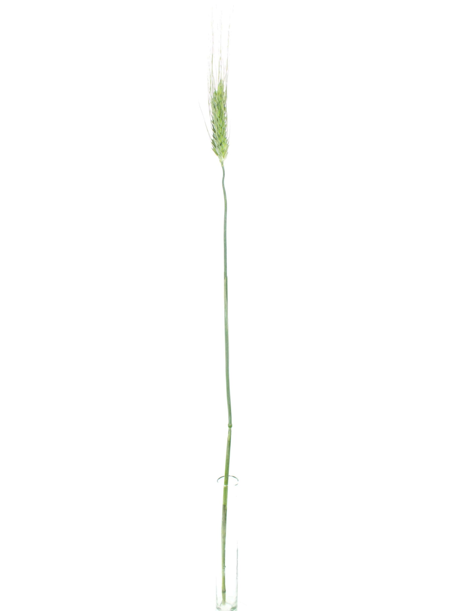 Triticum Aestivum