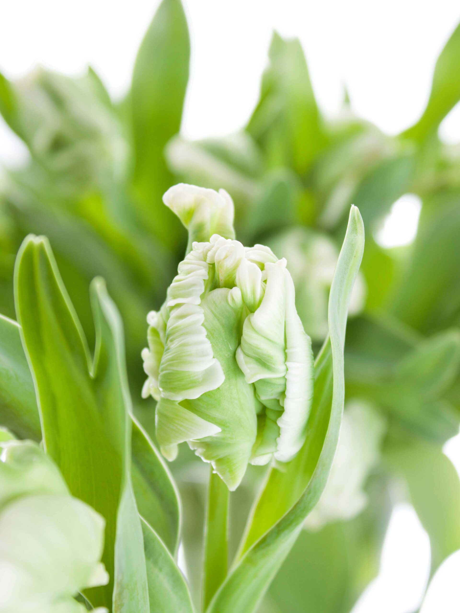Tulpe "Super Parrot" weiß grün
