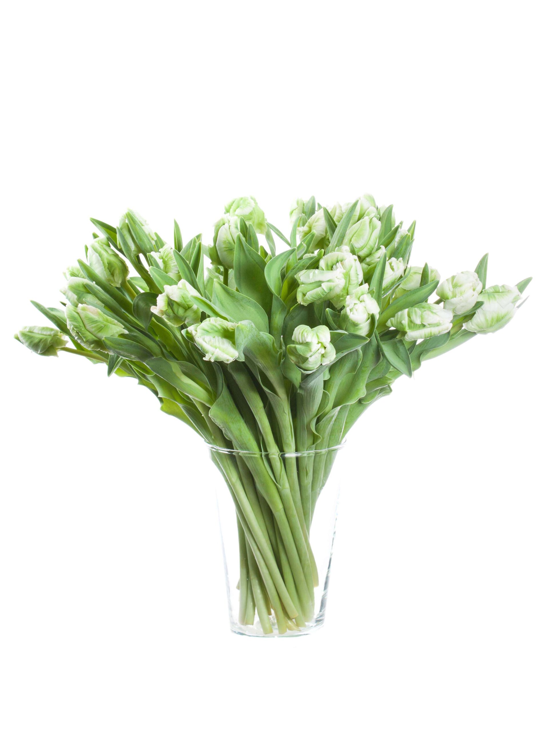 Tulpen Super Parrot weiss-gruen