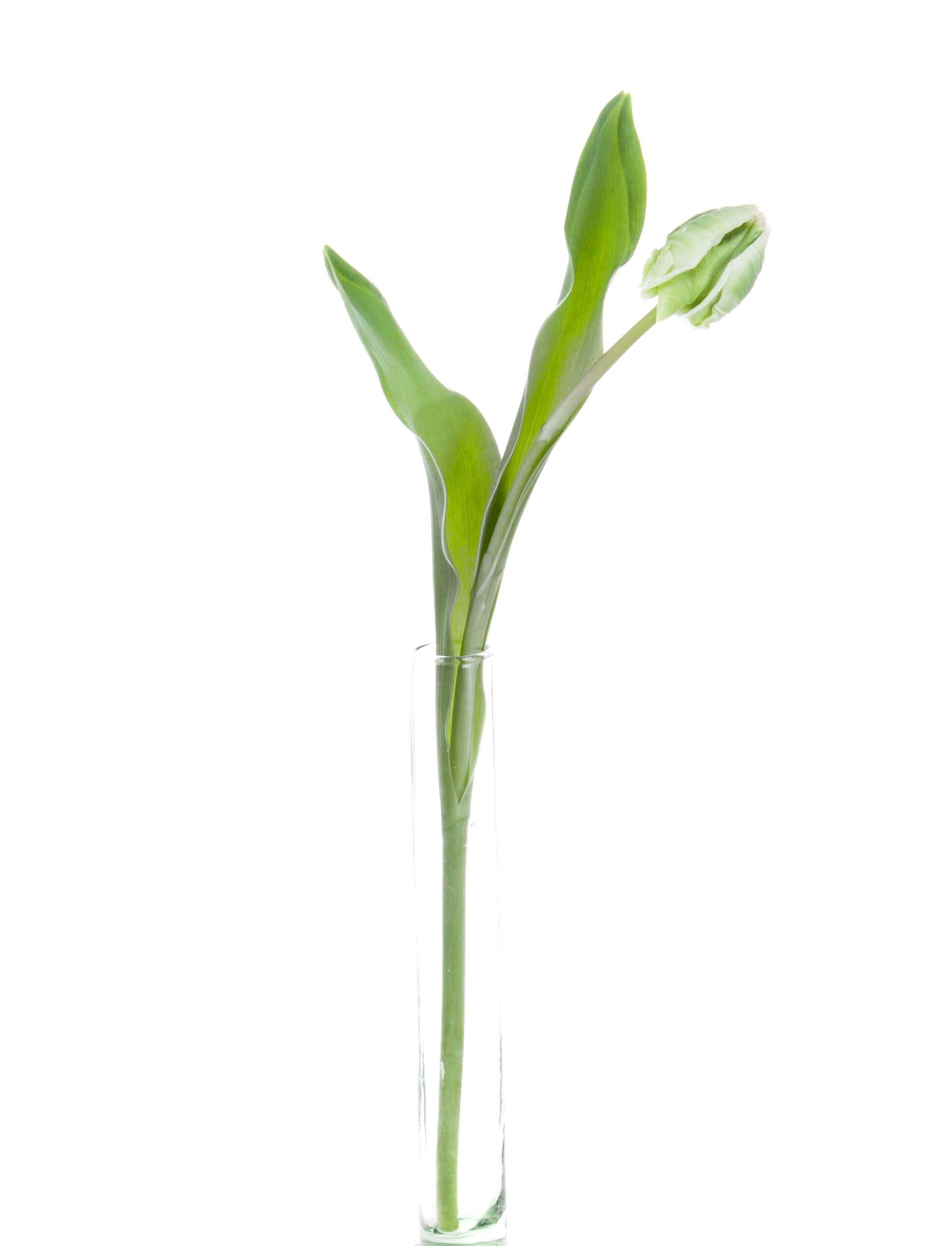 Tulpen Super Parrot weiss-gruen