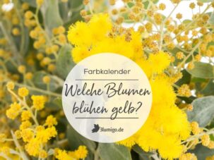 Gelbe Blumen - Welche Schnittblumen blühen gelb?