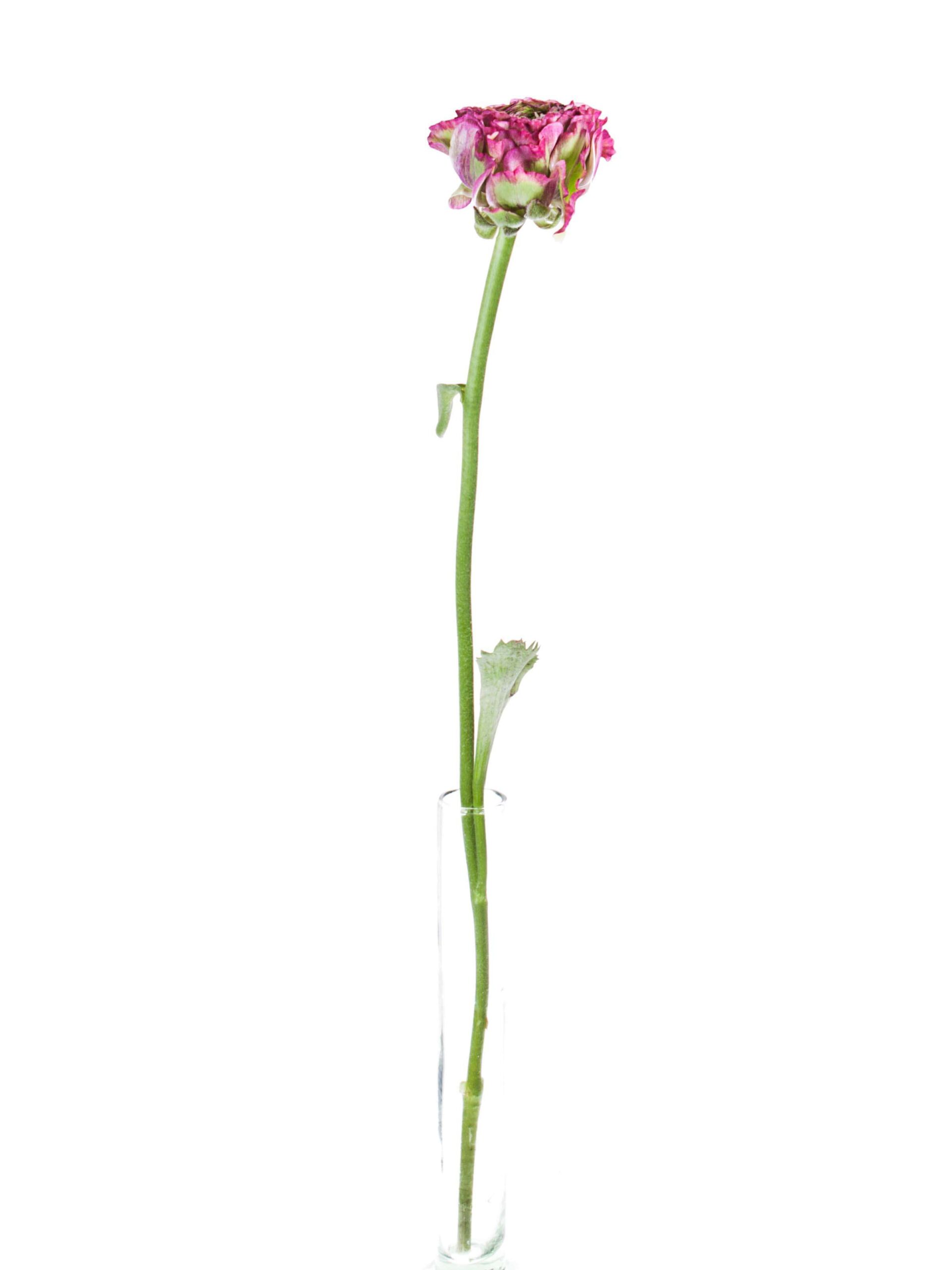 Ranunkeln PonPon Malva pink