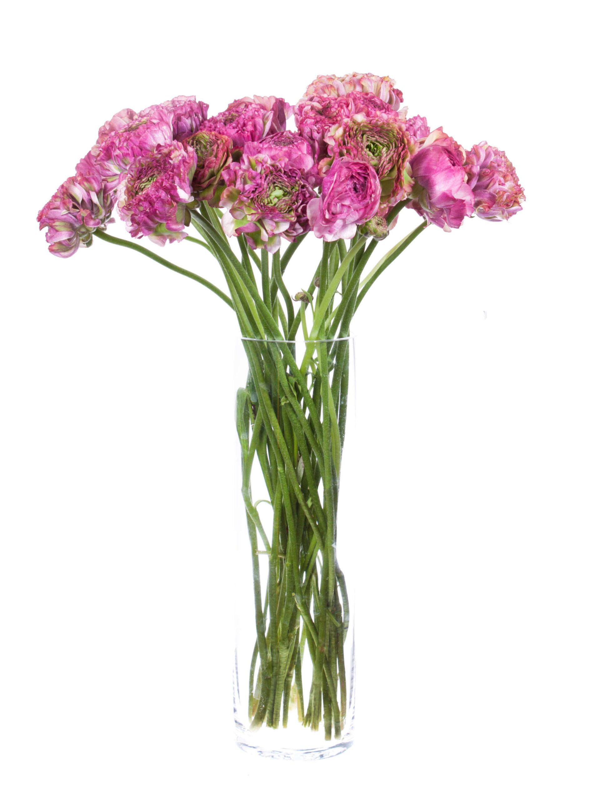 Ranunkeln PonPon Malva pink