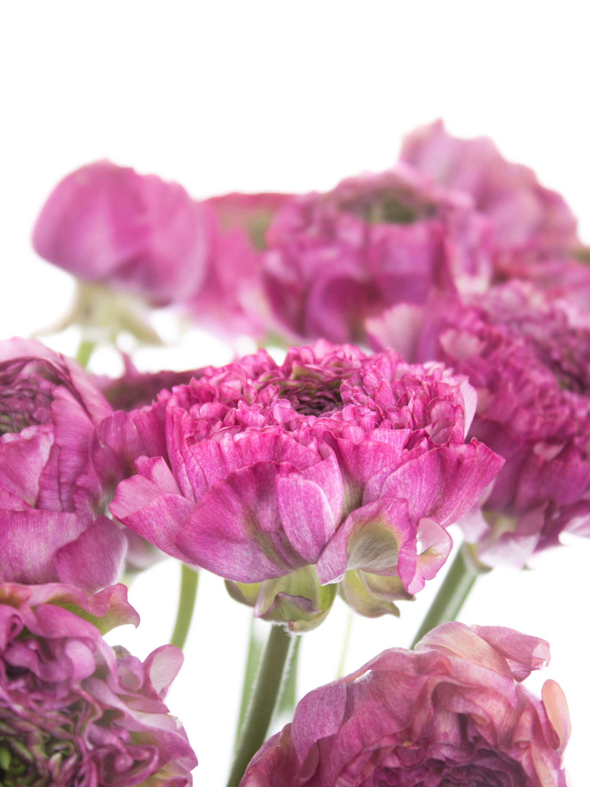 Ranunkeln XL "Ponpon Malva" pink-grün
